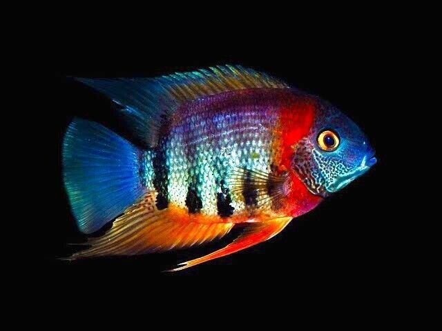 Rotkeil Severum