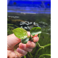 Anubias "Var King" - Tiny