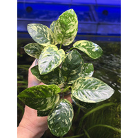 Anubias "Var King" - Medium