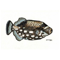 Clown Triggerfish (Balistoides conspicillum)