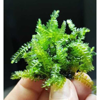 Aqua Labs Moss - CAMEROON MOSS