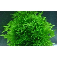 Aqua Labs Moss Assorted - PEACOCK