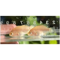 Albino Oscar Juvenile 4-5cm