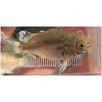 Red Oscar Juvenile 4-5cm