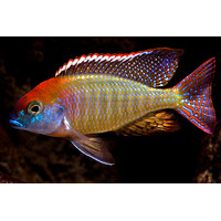 Lethrinops red cap 'mdoka' Breeding colony