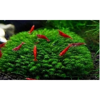 Aqua Labs Moss - FISSIDENS US