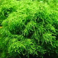 Aqua Labs Moss - WEEPING