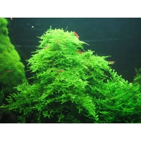 Aqua Labs Moss - CHRISTMAS