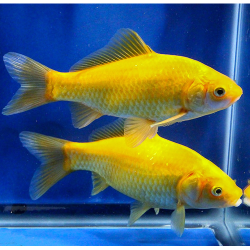 Golden Comet Goldfish