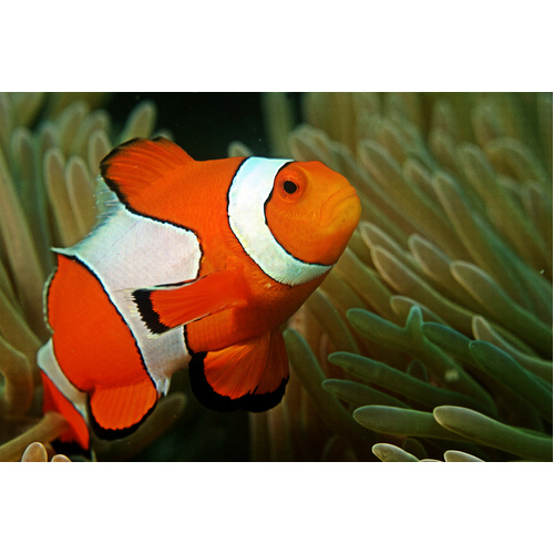 Orange & White Ocellaris Clownfish (Mixed Pattern)