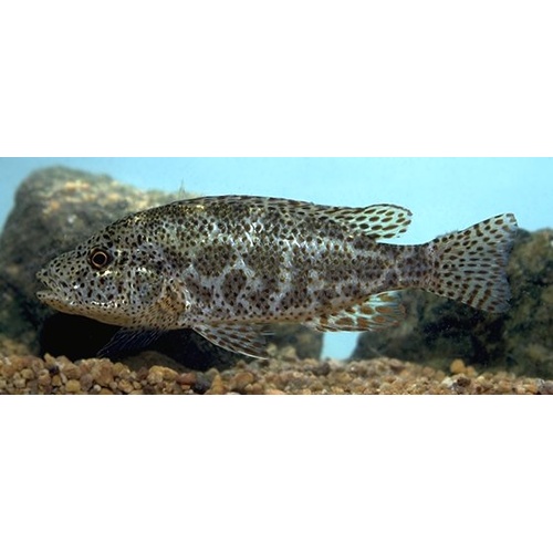 Polystigma 5cm
