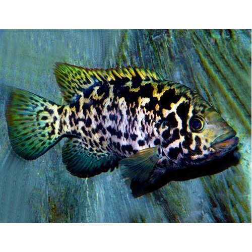 Cuban Cichlid 4-6cm