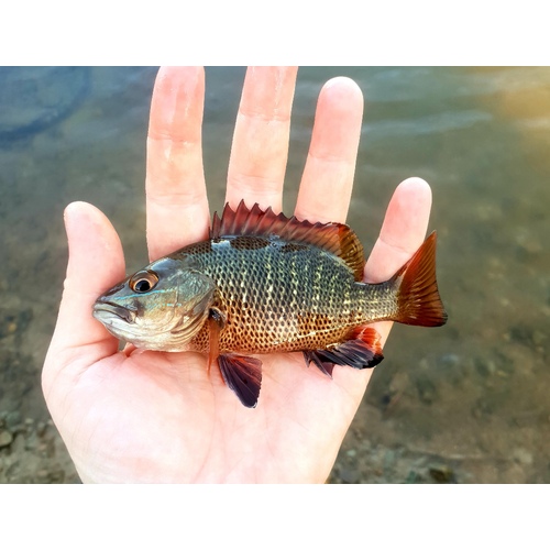 Mangrove Jack 5cm