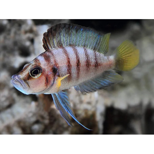 Dwarf Sumbu Shell