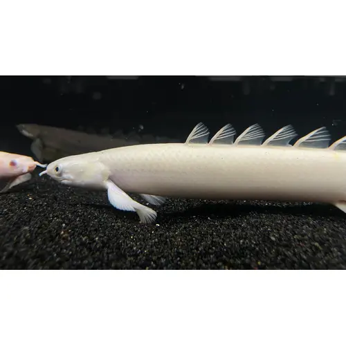 Platinum Senegal Bichir 6-8cm