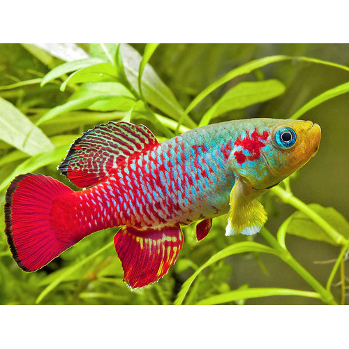 Redtail Notho Killifish Male