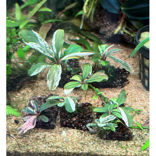Variegated Bucephalandra On Tile