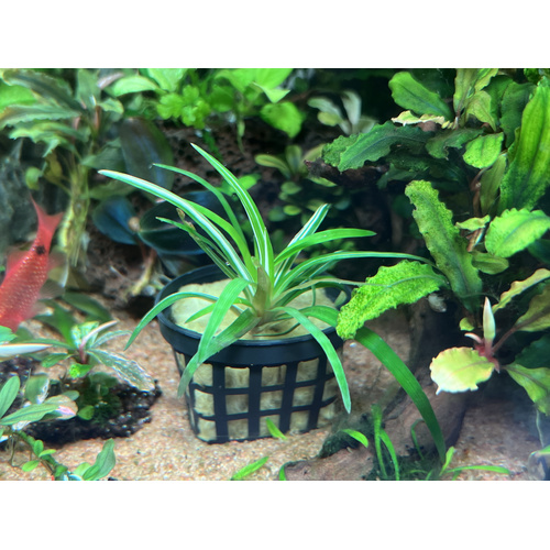 Eriocaulon Sp. Vietnam VARIEGATED