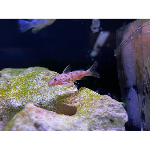 Pink Petricola