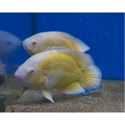 Lemon Oscar Pair