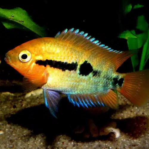 Rainbow Cichlid 4-5cm
