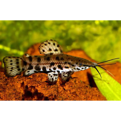 Hoplo Catfish 5cm