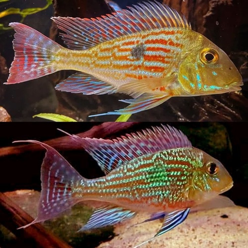 Geophagus Sveni 5cm