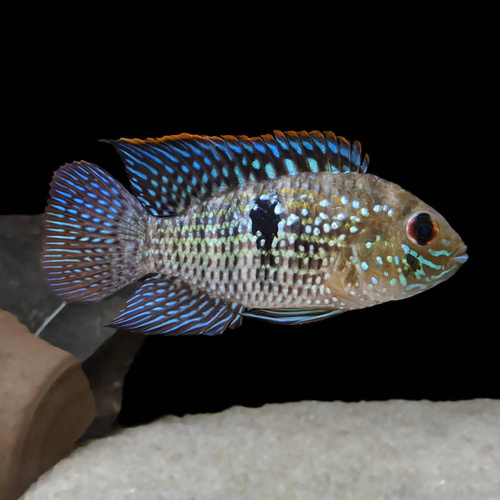 Blue Acara 5cm