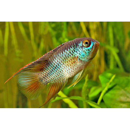 Golden Eye Cichlid 5cm