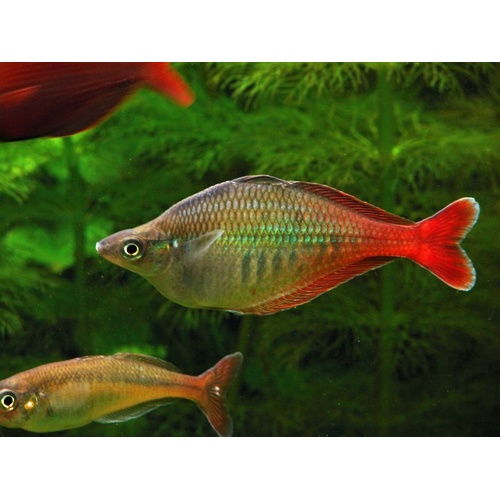 Bleher's Rainbowfish