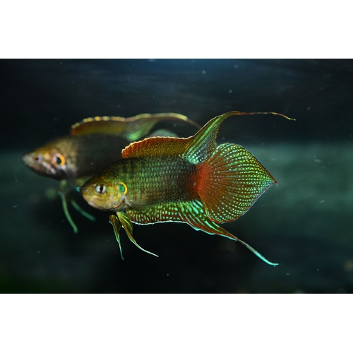 Round Tailed Paradise Fish