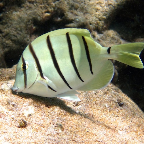 Convict Tang
