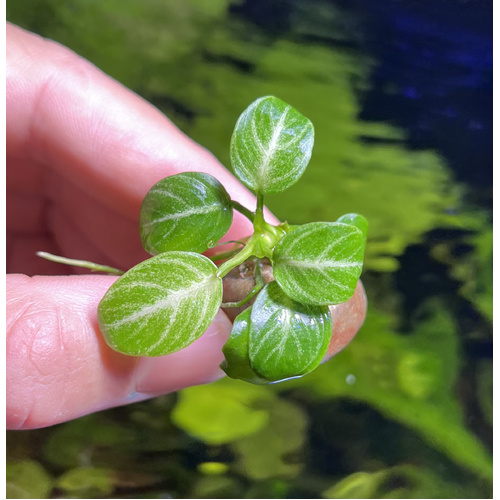 Anubias 'Stardust"