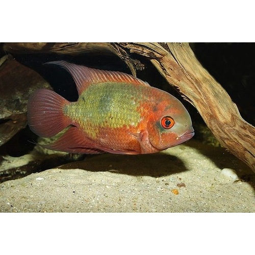 Rio Ucayali Chocolate Cichlid