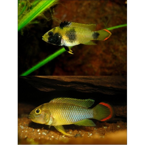 Apistogramma Nijsseni