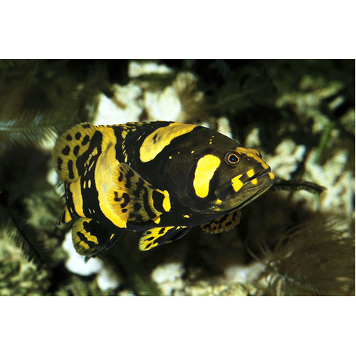 Bumblebee (QLD) Grouper 10-15cm