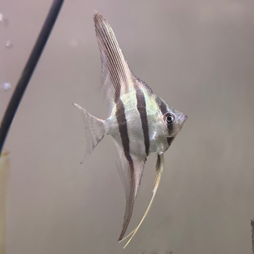 F1 San Felipe Altum Angelfish 4-6cm