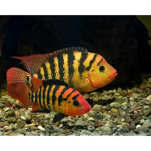 Red Terror Cichlid 3-4cm