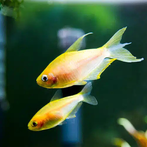 Gold Emperor Tetra