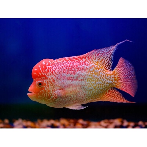 Goldbase Fader Flowerhorn (Unfaded) - 4cm