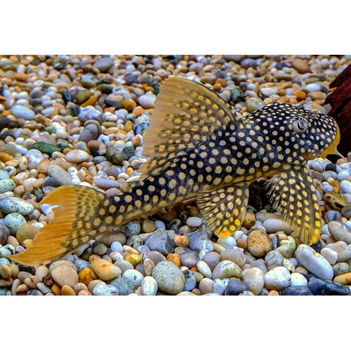 Sunshine Pleco (L014) 7-10cm
