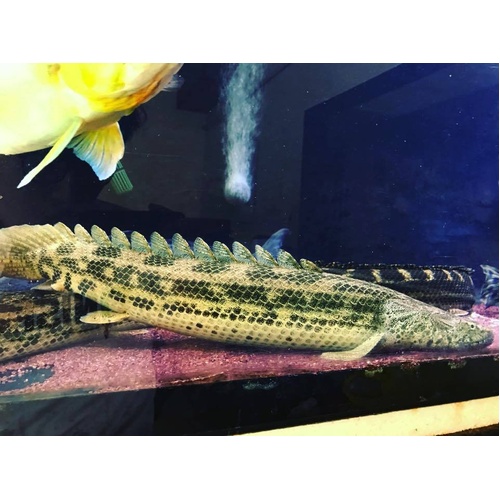 Guinean Bichir Female 35cm+