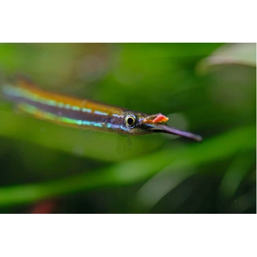 Borneo Redline Halfbeak