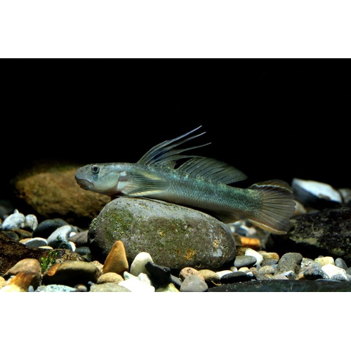 Threadfin Goby
