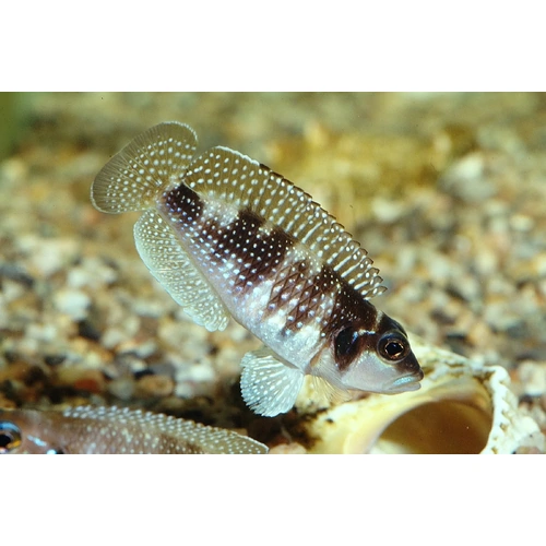 Lamprologus Meleagris