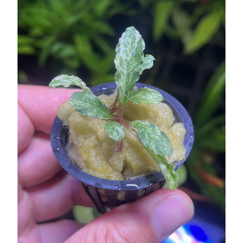 Bucephalandra "Mint" - 1 Stem