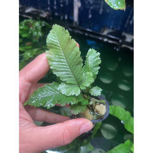 Large Indo Fern (No ID)