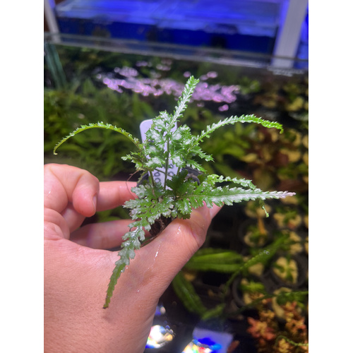 Bolbitis "Gua Angin"