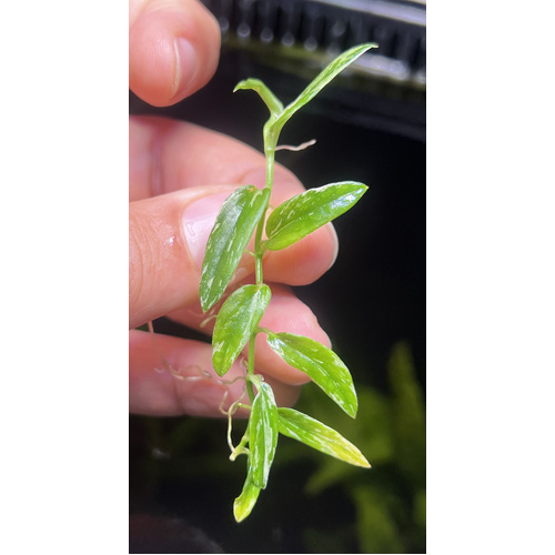 Raphidophora Beccarii Variegated