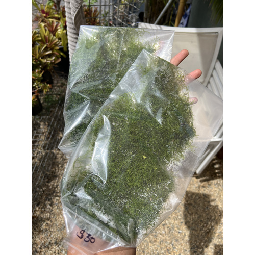 Mixed Aquatic Moss Sheet